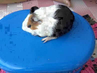 Guinea pig home breed Many color chose Shah Alam