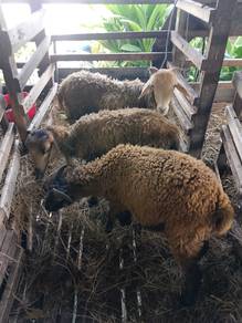 biri biri 