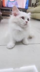 Kittens ready to rehome