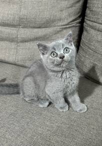 BSH Kitten
