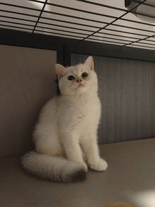 [BSH] - Silver British Shorthair Male