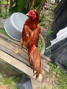 ayam ratu nokdeng merah