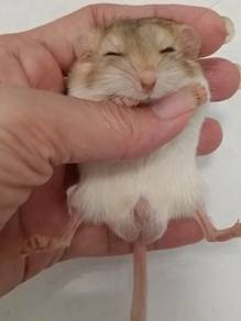 Fat tail gerbil