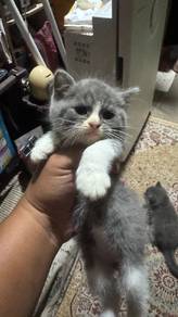 BSH  KITTEn🐾🐾