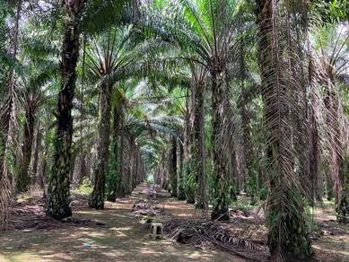 Jalan Paip Meru Klang Agriculture Land w Road Access, Residential Zone