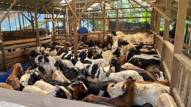 Kambing