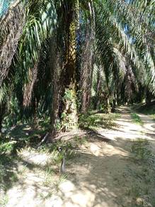 Tanah Pertanian Bekut, Kuala Kangsar,Tanah Pinggiran Lasah, Perak