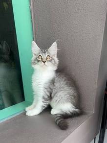 Kucing Silver tabby Mainecoon
