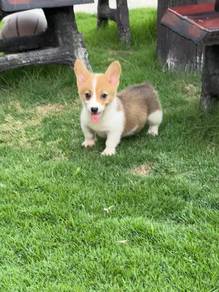 Pure Corgi puppy