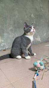 Kucing Bsh mix flatfce