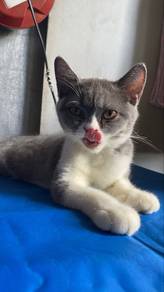 Kucing Bsh Flatface