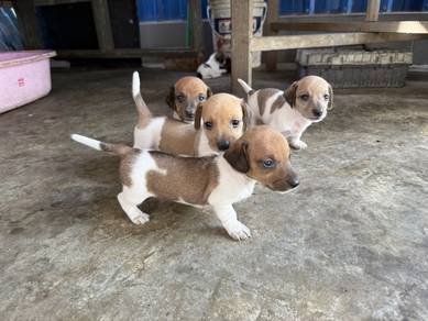 dachshund / sausage dog puppy 腊肠狗