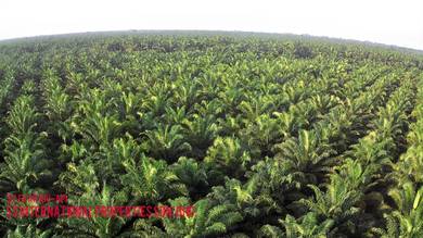 199 ekar kg jawa ulu ayer baloi pontian main road palm tree