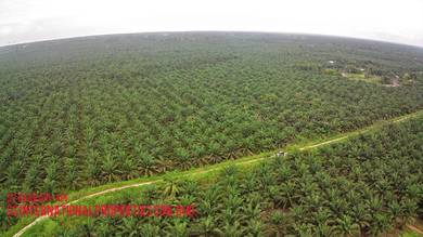 199 ekar kg jawa ulu ayer baloi pontian main road palm tree