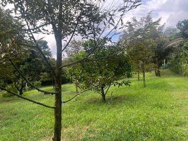 Freehold Dusun Durian Orchard Batang Kali Selangor