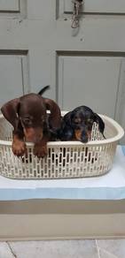 Parkcity Dachshund