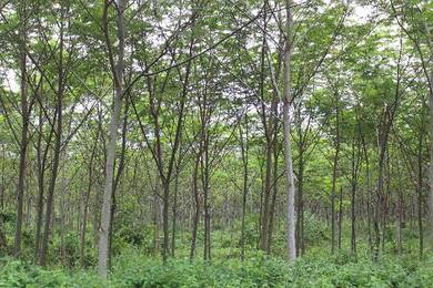 Tanah Kebun Getah