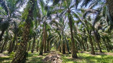 Kebun Sawit Di Padang Changkat Bota