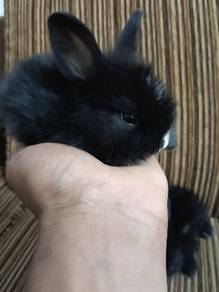 RABBIT 1 month 