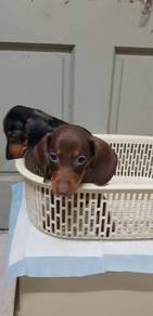 Superb Dachshund