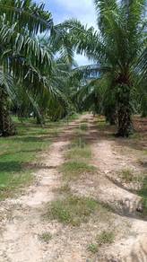 Agriculture Land Kuala Selangor For Sale