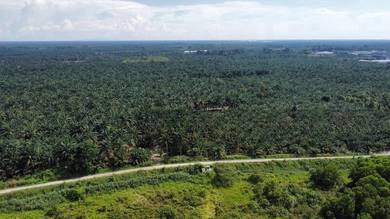 Pekan Nanas Agriculture Land