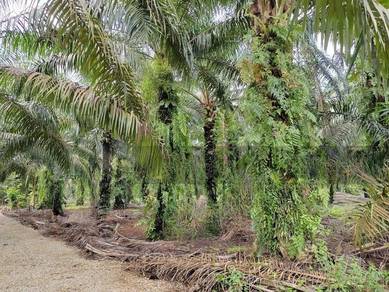 Kukup Agriculture Land
