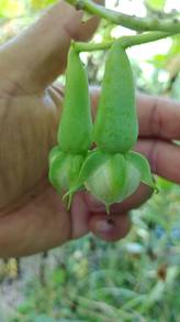 Biji benih kacang pelita