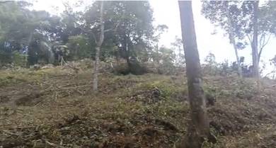 Kebun buah 1.5 ekar