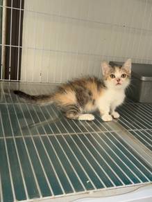 Calico Munchkin kitten
