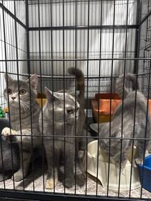 bsh