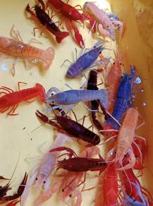 Lobster / udang kara air tawar / crayfish