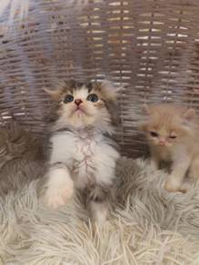 American curl long hair