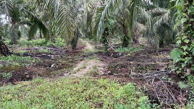 Pekan nanas,2.68Ekar ,agricultural land 
