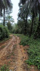 Raub/Cheroh 174 acres Durian & Oil Palm Land for Sale