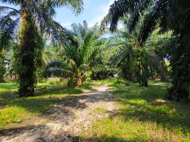 Freehold Land Opportunity in Rimba Terjun, Pontian Kechil, Johor