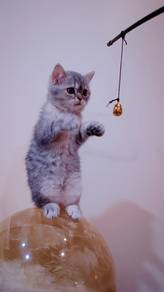 Bsh femel Kitten
