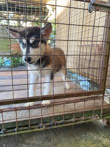 pure siberian husky female puppy