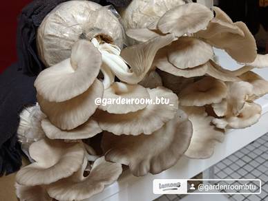 bongkah cendawan tiram kelabu 