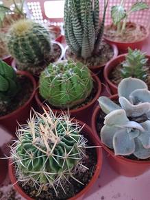 Mini cactus, succulent, harworthia, fittonia 