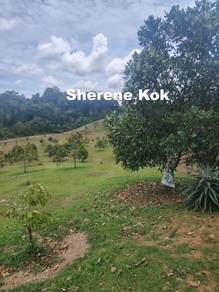 Durian Farm with House @ Kuching Serian 15th Mile Jalan Borneo Height