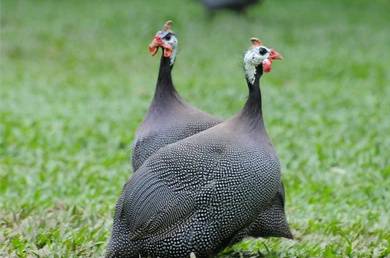 Ayam mutiara