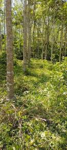 2.23 Ekar Tanah Kebun Getah, Geran Individu, Guar Napai, Kubang Pasu