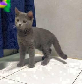 British shorthair kittens bsh