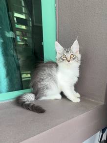 Kucing Mainecoon