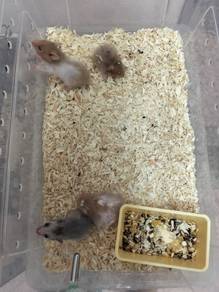 Hamster syrian