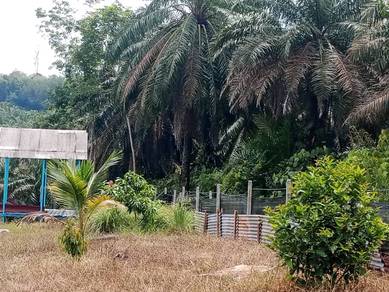 Tanah Kebun di Changkat Ibol (termasuk pokok)