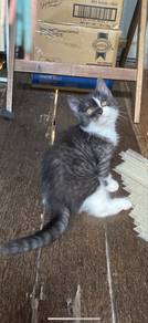 Kucing Bsh mix flatface