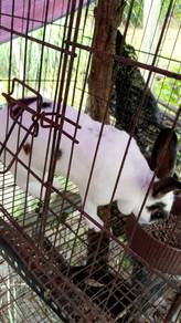 arnab minirex
