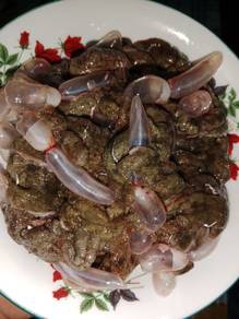 Telur Ikan sungai